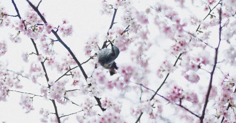 Ueno Park: 7 Best Value Stays for Budget Travel